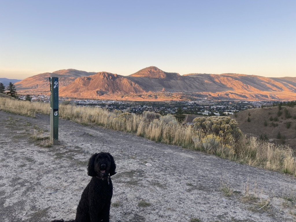 Our dog Otter exploring Peterson Creek